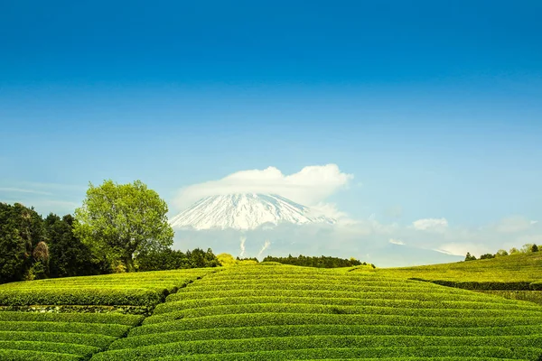 Shizuoka Obuchi Sasaba Japonya Açık Gökyüzü Ile Fuji Dağı Bakan — Stok fotoğraf