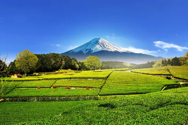 Shizuoka Obuchi Sasaba Japonya Açık Gökyüzü Ile Fuji Dağı Bakan — Stok fotoğraf