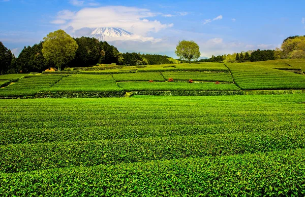 Shizuoka Obuchi Sasaba Japonya Açık Gökyüzü Ile Fuji Dağı Bakan — Stok fotoğraf