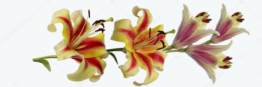 Panorama with Lily flowers on a white background