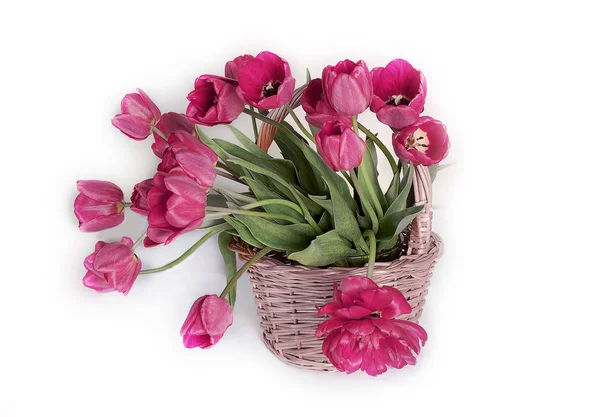 Red tulips in a vase .Spring flowers in black vase on white background