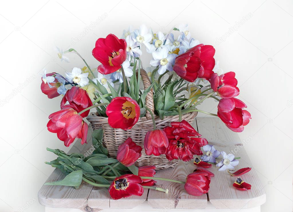 Spring flowers.Bouquet of yellow daffodils and red tulips in a vase on a white background.