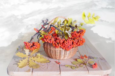 Natürmort şube masada sepet içinde kırmızı rowan.