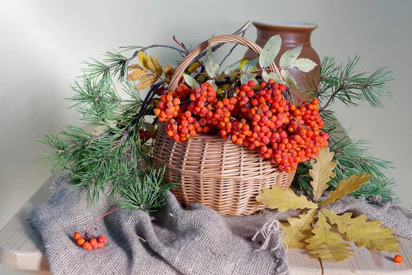 Still Life Branch Red Rowan Basket Table — Stock Photo, Image