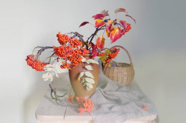 Natürmort ile beyaz bir arka plan üzerinde masada bir vazoda kırmızı rowan.