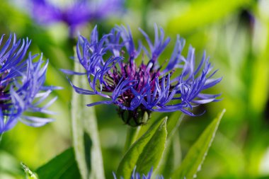 Mavi mısır çiçeği, yaz aylarında bahçede çiçek açar