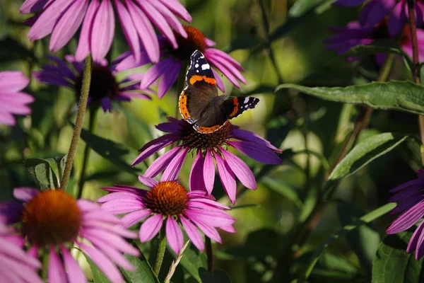 Fluture Stătea Daisy Roz Grădină — Fotografie, imagine de stoc