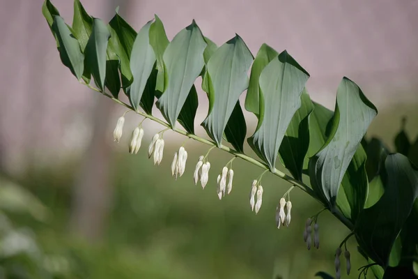 Floare Crin Singuratic Din Vale Înflorește Grădină — Fotografie, imagine de stoc