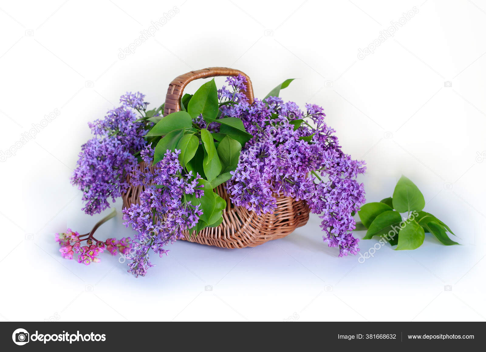 Still Life Lilac Isolated White Background Stock Photo by ©ALVERA