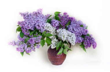 Beyaz arka planda vazoda leylak demeti..