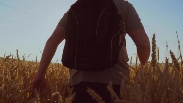 Un viaggiatore cammina per il campo di grano, verso il sole — Video Stock