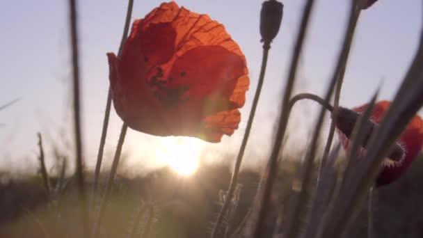 Merah bunga poppy saat matahari terbit — Stok Video