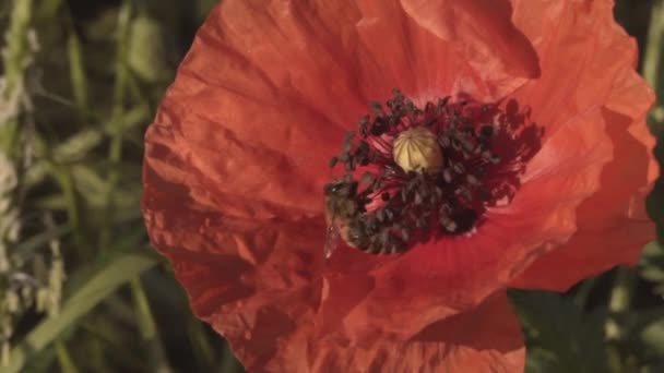 Пчелы на красном маке, замедленная съемка, крупный план — стоковое видео