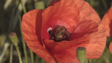 Arılar Kırmızı gelincik, ağır çekim, yakın çekim