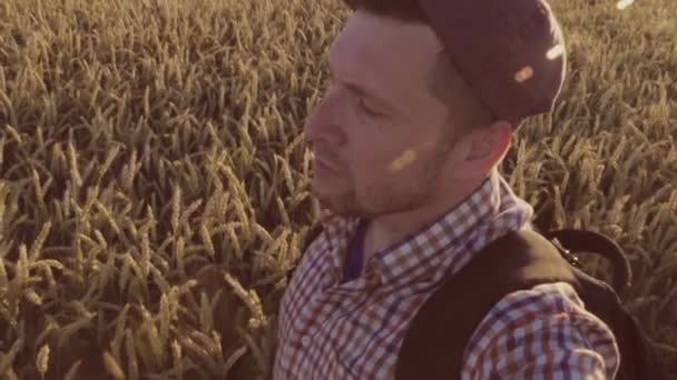 Cestovatel chodí pole pšenice, směrem ke slunci — Stock video