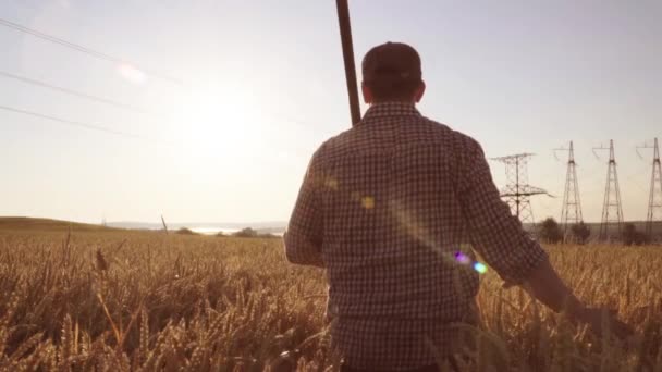 Een boer met een hark doorloopt een tarweveld, bij zonsopgang — Stockvideo