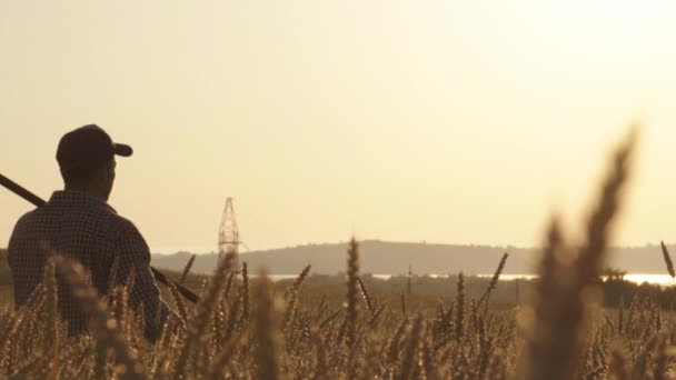 Un granjero con un rastrillo camina por un campo de trigo, al amanecer — Vídeos de Stock