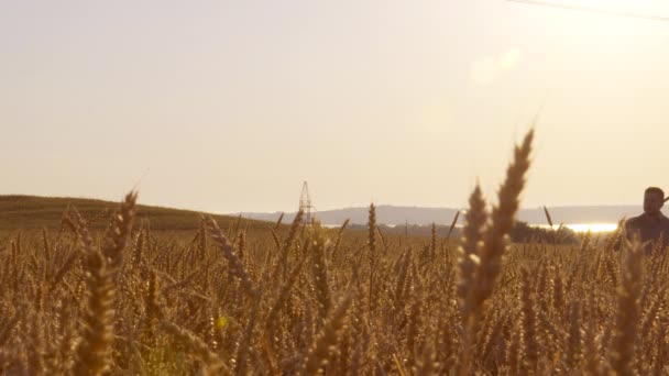 Ein weites Bild eines Bauern geht durch ein Weizenfeld, bei Sonnenaufgang in 4k — Stockvideo