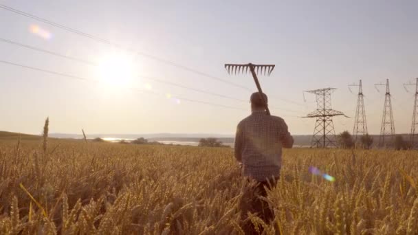 Široký záběr zemědělce, který prochází pšeničné pole, při východu slunce v rozlišení 4k — Stock video