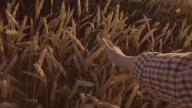 Yakın çekim shot buğday alanında dokunmadan çiftçiler el