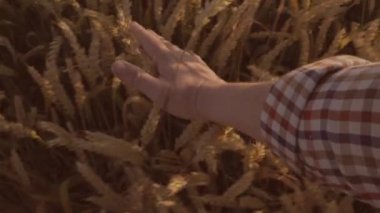 Yakın çekim shot buğday alanında dokunmadan çiftçiler el