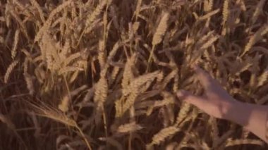 Yakın çekim shot buğday alanında dokunmadan çiftçiler el