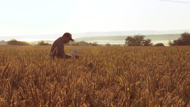 Boer met een laptop in het veld controleert de kwaliteit van tarwe — Stockvideo