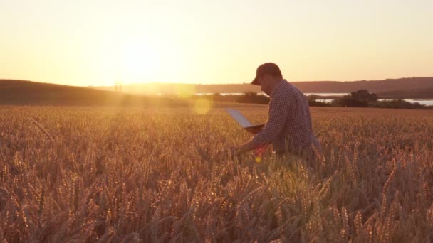 Agricultor com um laptop no campo verifica a qualidade do trigo — Vídeo de Stock