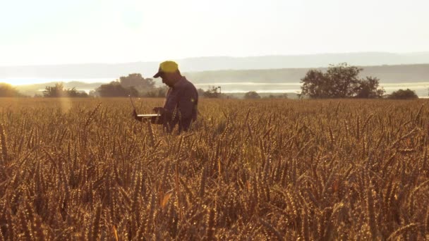Αγρότης με ένα φορητό υπολογιστή στο πεδίο ελέγχει την ποιότητα των σιτηρών — Αρχείο Βίντεο