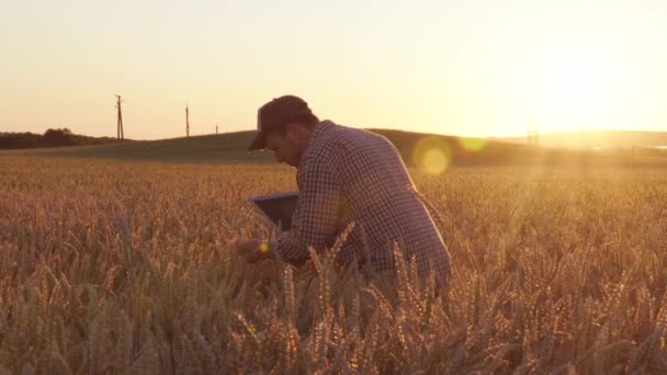 Фермер с ноутбуком в поле проверяет качество пшеницы — стоковое видео