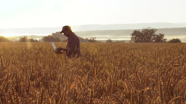 Farmář s přenosným počítačem v poli kontroluje kvalitu pšenice — Stock video