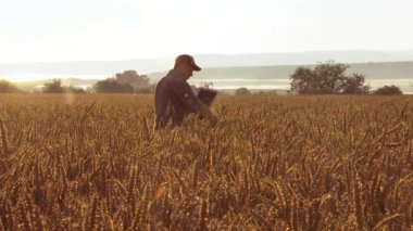 Çiftçi alanında bir dizüstü bilgisayar ile buğday kalitesini kontrol eder.