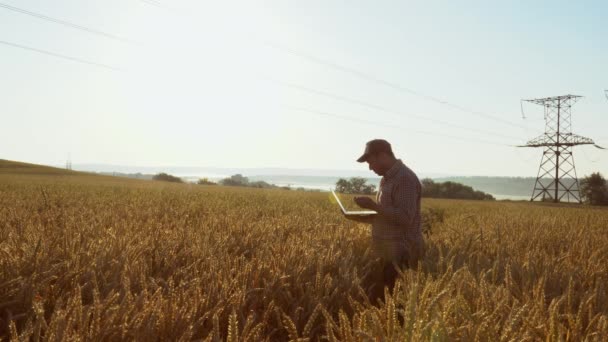 Agricultor con un ordenador portátil en el campo comprueba la calidad del trigo — Vídeo de stock