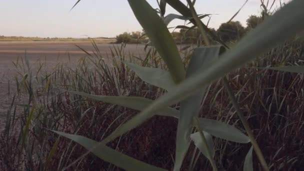 Arbustos de juncos en la orilla de un lago seco y poco profundo — Vídeos de Stock