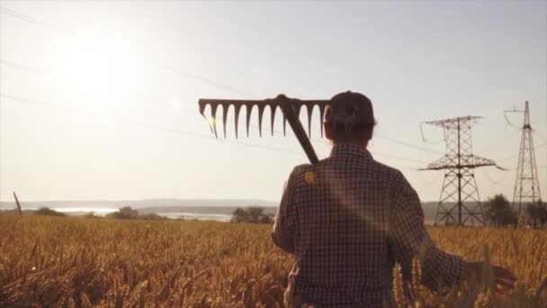 Farmář žena držící zemědělský nástroj prochází pšeničné pole při východu slunce — Stock video
