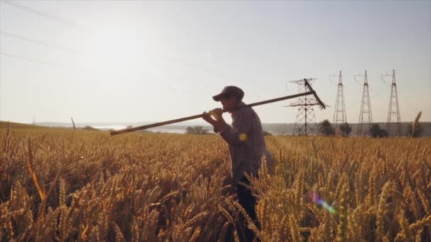Mujer campesina sosteniendo herramienta agrícola pasa por un campo de trigo al amanecer — Vídeo de stock