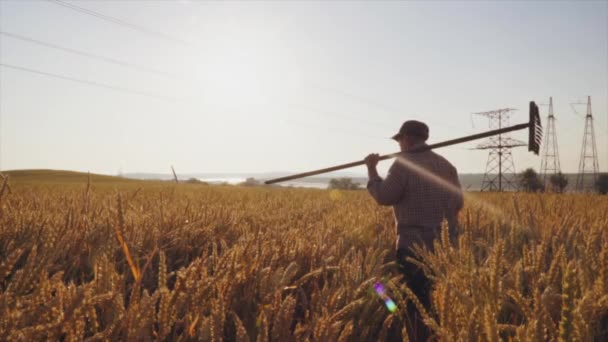 Фермерка, що тримає сільськогосподарський інструмент, проходить через пшеничне поле на сході сонця — стокове відео