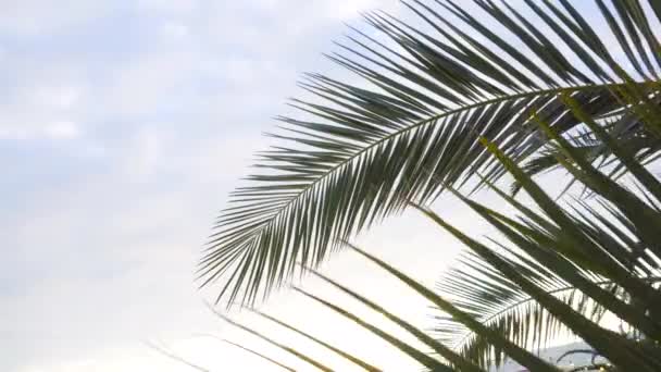 Palm branch against the sky — Stock Video