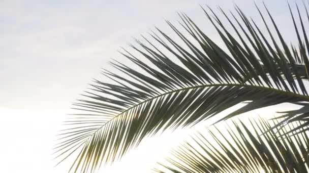 Пальмовая ветвь против неба — стоковое видео