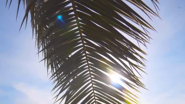 Los rayos del sol hacen su camino a través de las ramas de las palmeras. Cielo, nubes, brisa — Vídeo de stock