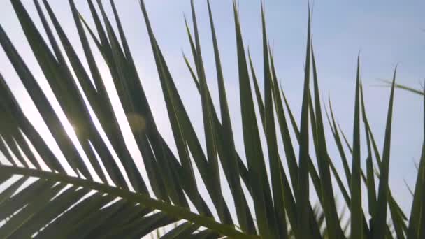 Palm-gren mot himlen och solen strålar — Stockvideo