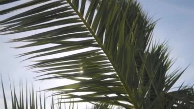 Güneş ışınları, palmiye dallarının arasından akıp gidiyor. Gökyüzü, bulutlar, esinti