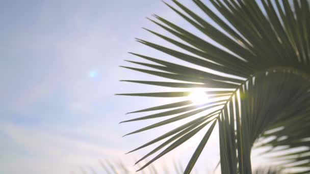 Palmtak tegen de hemel en de stralen van de zon — Stockvideo