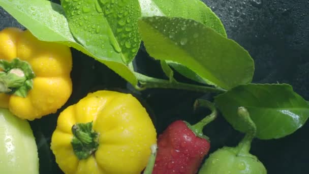 Légumes, aubergines et poivrons sur une surface sombre dans des gouttes d'eau — Video