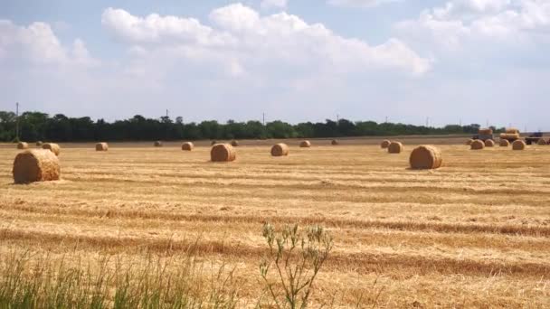 Sklizeň sena. Mown louky — Stock video