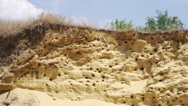 Las golondrinas anidan en la montaña de arena — Vídeo de stock