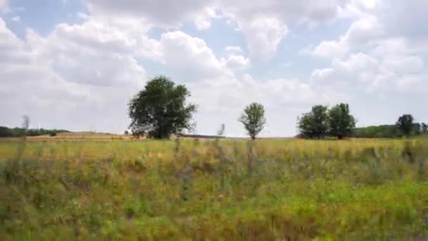 Steadicam färdas längs blomster ängen — Stockvideo