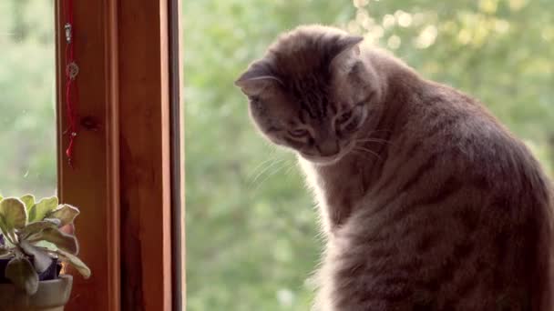 Die Katze sitzt am offenen Fenster — Stockvideo