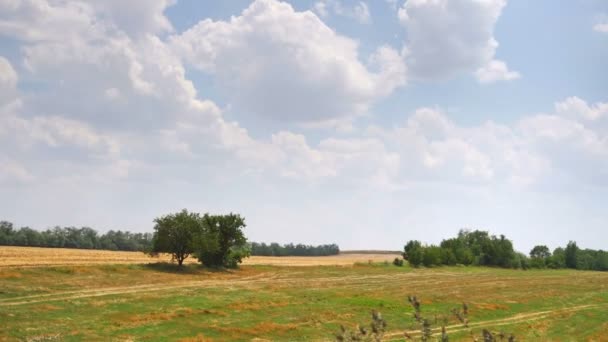 草刈りと耕作地を持つフィールドに沿ったステディカムトラフィック — ストック動画