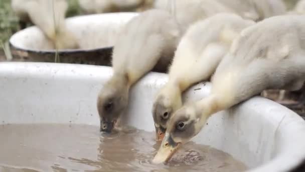 Domowe kaczątki pić wodę, uchwycić trawę, uzupełnić zapasy żywności — Wideo stockowe